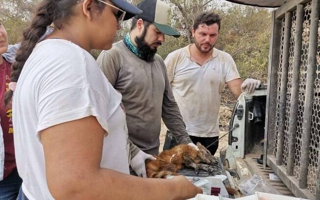 Profissionais da AMPARA Silvestre têm prestado primeiros socorros aos animais encontrados no Pantanal.