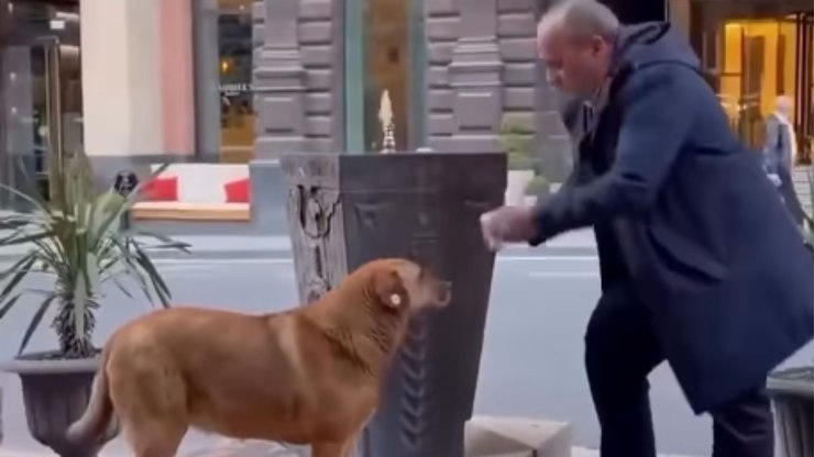 Cachorro não alcança bebedouro e recebe ajuda de desconhecido