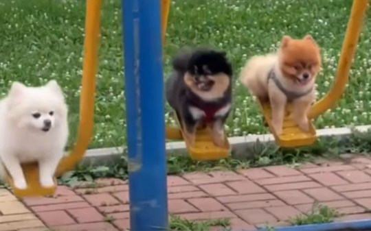 Cães usam aparelhos de exercícios ao lado dos tutores na China
