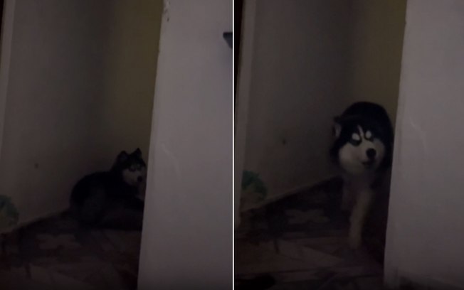 Husky faz “drama” após tutor sair e deixá-lo em casa 92tts5kporquf00jchixp6pmh