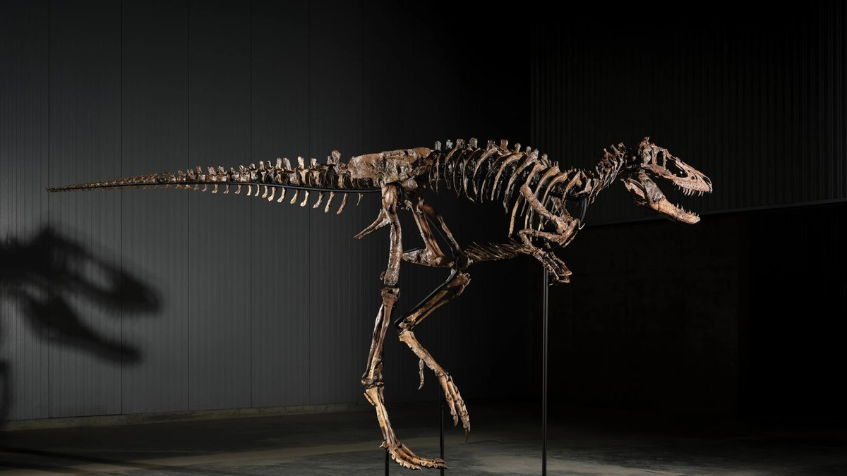 Nanotyrannus foi descrito como espécie à parte do T-rex em 2025, após anos sendo confundido como um indivíduo juvenil Nanotyrannus foi descrito como espécie à parte do T-rex em 2025, após anos sendo confundido como um indivíduo juvenil