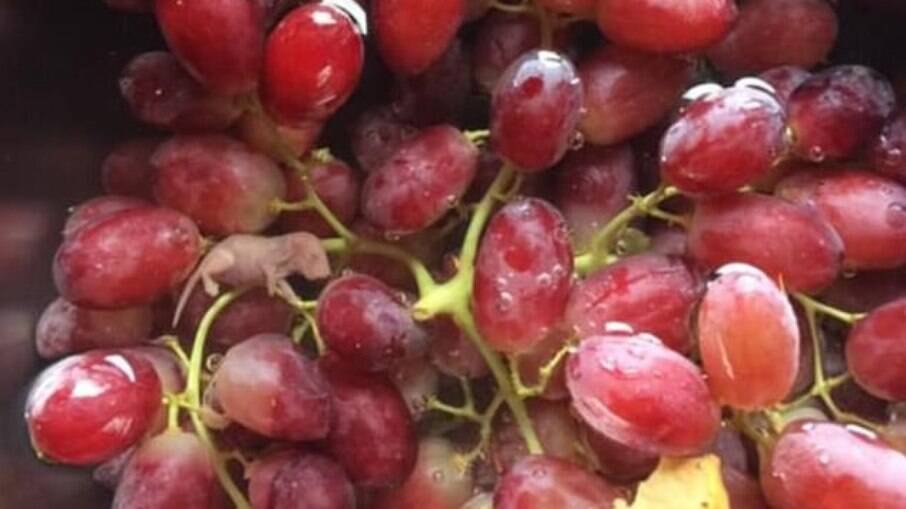 Mulher encontra feto de rato é encontrado em uvas, após compra em supermercado na Austrália