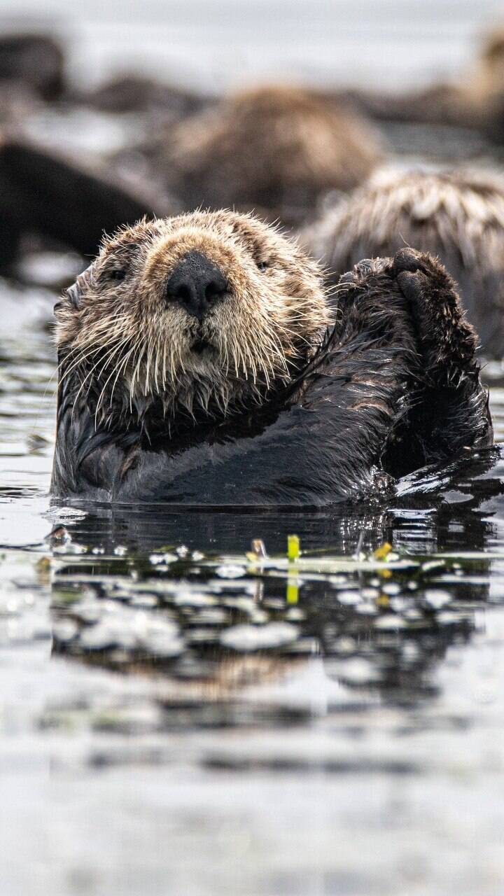 Infolontra - Área da lontra