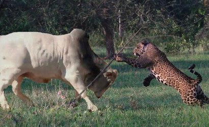 Encontro entre onças e touro tem final surpreendente no Pantanal