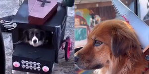 Pets encantam internautas com fantasias de Halloween: "Fofos"