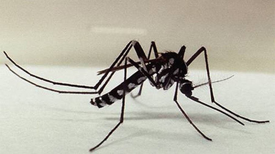 Mosquito do gênero Haemagogus é um dos principais transmissores de febre amarela silvestre no Brasil, e também transmite a febre do mayaro