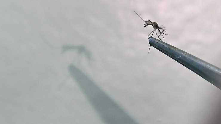 China%3A%20surto%20de%20chikungunya%20deixa%20popula%C3%A7%C3%A3o%20em%20alerta