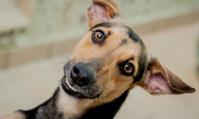 Oito raças de cães extintos que você não sabia que existiram