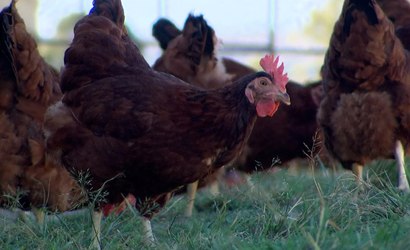 10 curiosidades sobre galinhas que vão te surpreender