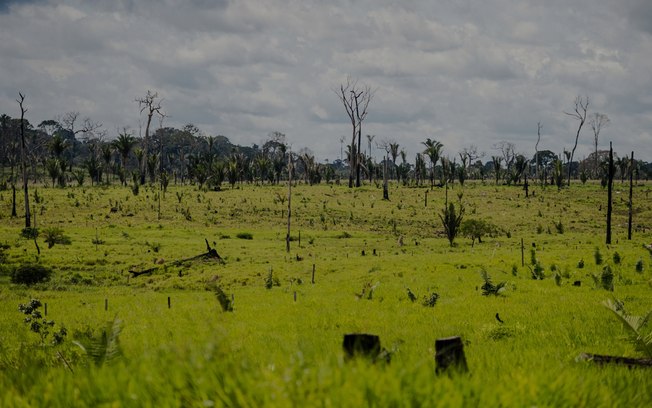 Como o Brasil passou de exemplo no combate ao desmatamento a recordista