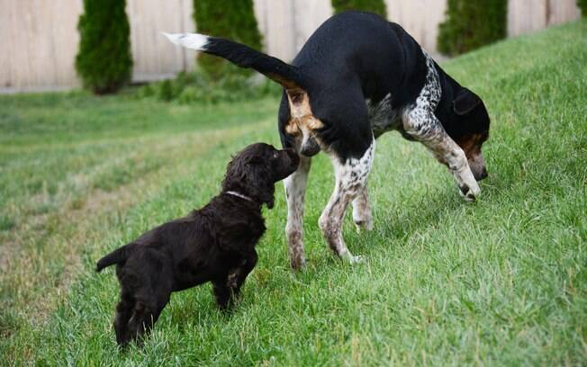 Os caninos tem o costume de cheirar o rabo de outros cães, pois é a forma que encontraram para se comunicar