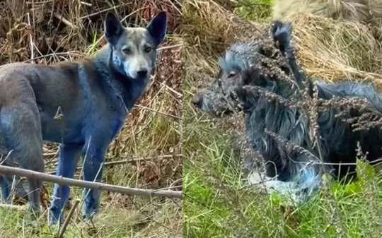 Cães azuis de Chernobyl: cientista aponta provável causa da cor