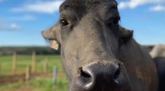 B%C3%BAfala%20Catarina%20viraliza%20e%20%C3%A9%20o%20novo%20fen%C3%B4meno%20da%20web B%C3%BAfala%20Catarina%20viraliza%20e%20%C3%A9%20o%20novo%20fen%C3%B4meno%20da%20web