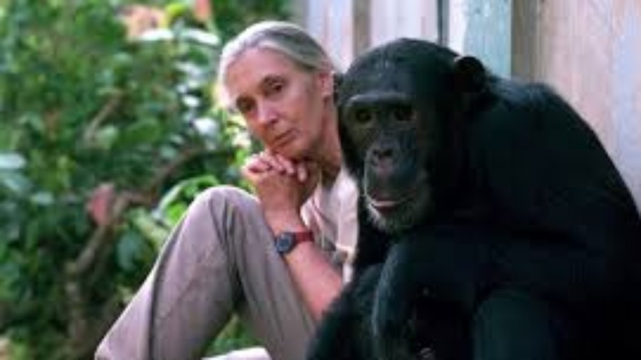 A Ambientalista que nos ensinou sobre o comportamento dos Chipanzés