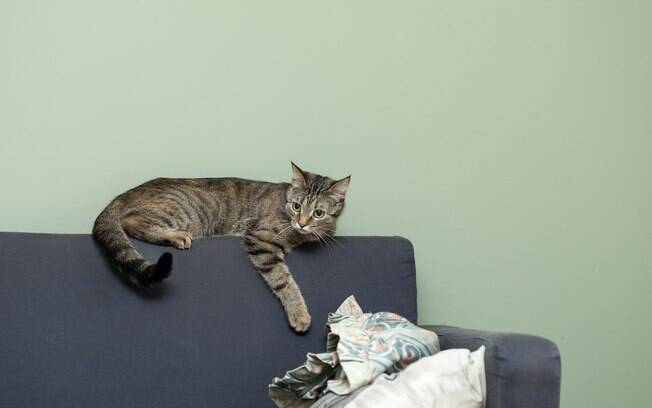 Como adestrar um gato? Confira dicas para fazê-lo para de subir no sofá ou arranhar móveis
