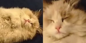 Gato dormindo de barriga pra cima: o que significa?