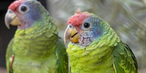 Papagaios vítimas do tráfico ganham espaço no Zoológico de SP