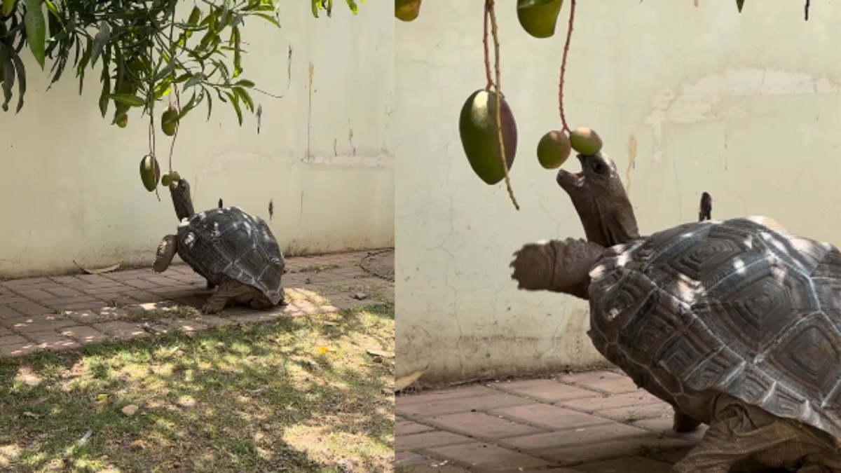 Tartaruga trava batalha ao tentar comer manga Tartaruga trava batalha ao tentar comer manga