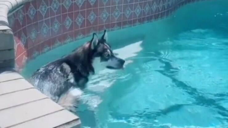 Hilário! Cãozinho se esconde na piscina sempre que apronta