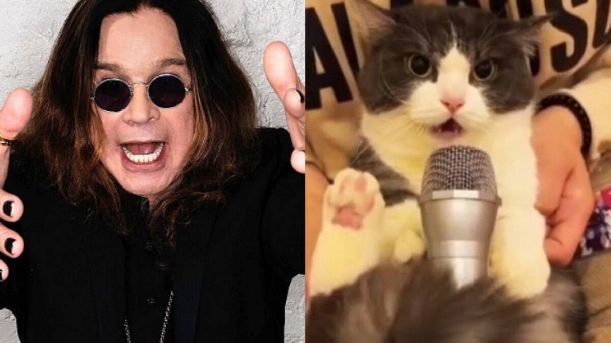 Gato viraliza cantando 'Crazy Train', do Ozzy Osbourne
