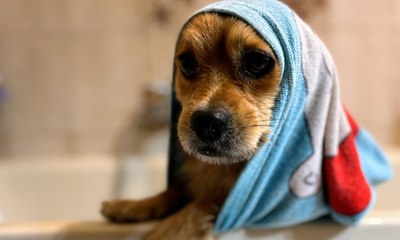 É saudável banhos frequentes nos animais?