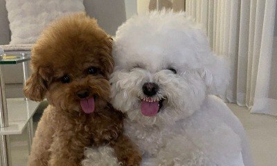 Cachorrinhos fazem caretas e viralizam com fotos cheias de charme