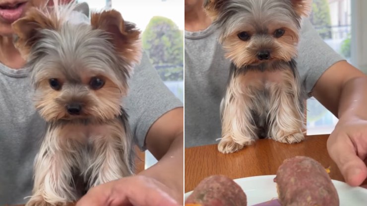 Cachorrinho%20fica%20vidrado%20enquanto%20av%C3%B3%20corta%20batata%20doce