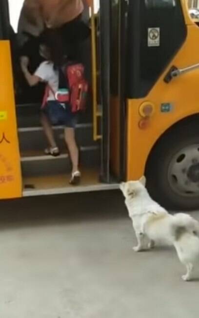Cãozinho acompanha criança até ônibus da escola todos os dias
