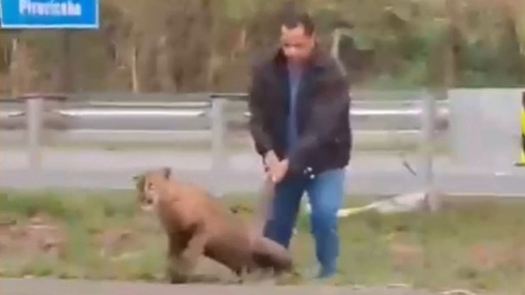 Homem puxa onça-parda pelo rabo em rodovia de SP