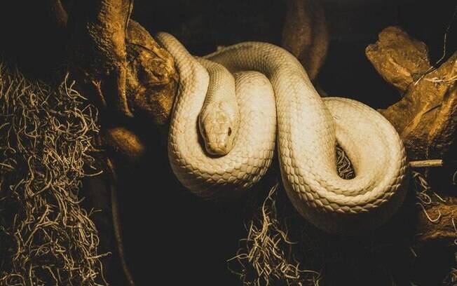 Entenda a dualidade da simbologia da cobra Entenda a dualidade da simbologia da cobra