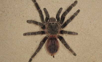 Veneno de aranha brasileira pode fazer diferença na cura do câncer