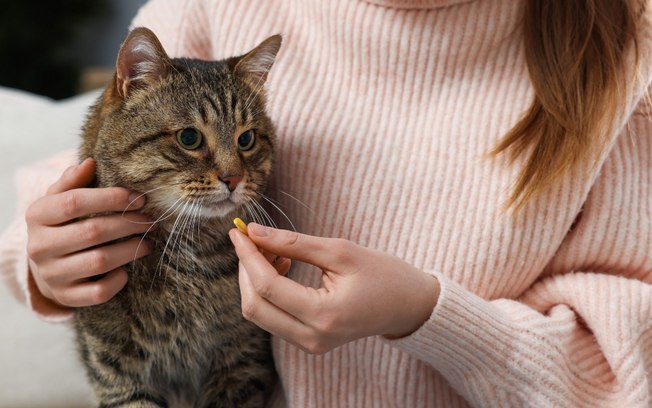 Gato pode tomar dipirona? Descubra agora!