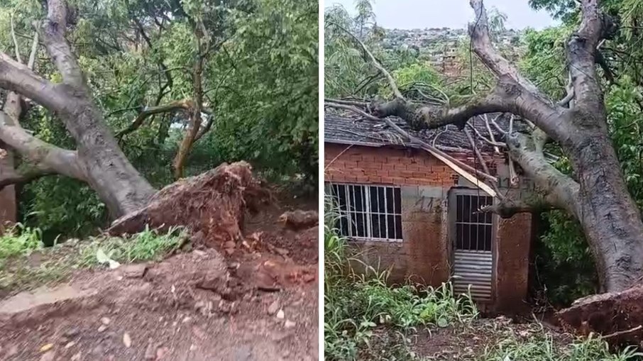 Queda de árvore na região de Campinas