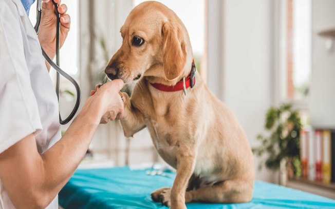 4 dicas para cuidar do seu animal de estimação no verão