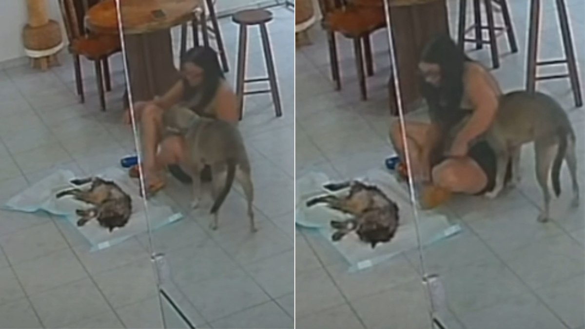 Cachorro consola tutora durante despedida de outro pet