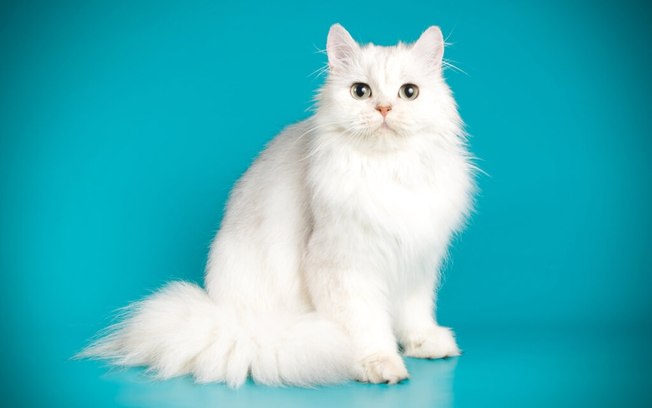 10 opções de nomes para gatos brancos
