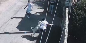 Mulher é atacada por pitbull abandonado em São Paulo