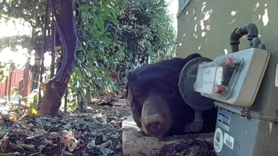 Animal saindo pela passagem que dá acesso a embaixo da casa Animal saindo pela passagem que dá acesso a embaixo da casa