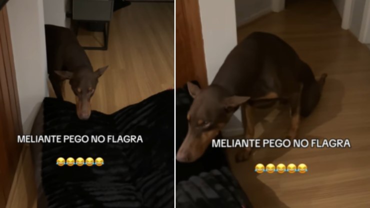 Cachorro invade quarto, apronta e tenta se fazer de inocente
