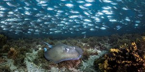 Veja curiosidades sobre o mundo submarino de Fernando de Noronha