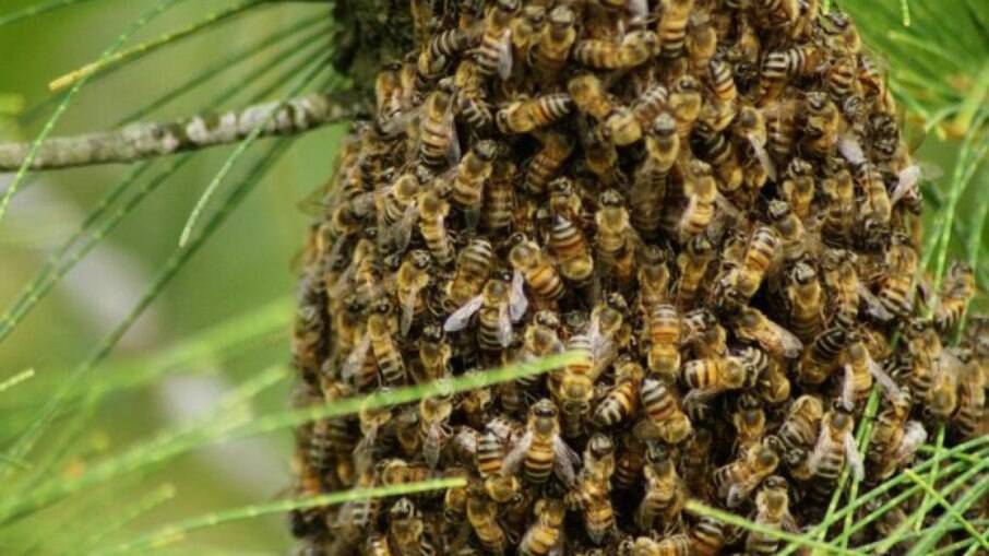 Enxame de abelhas