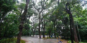 Bosques de Campinas são revitalizados e reabertos; saiba quais