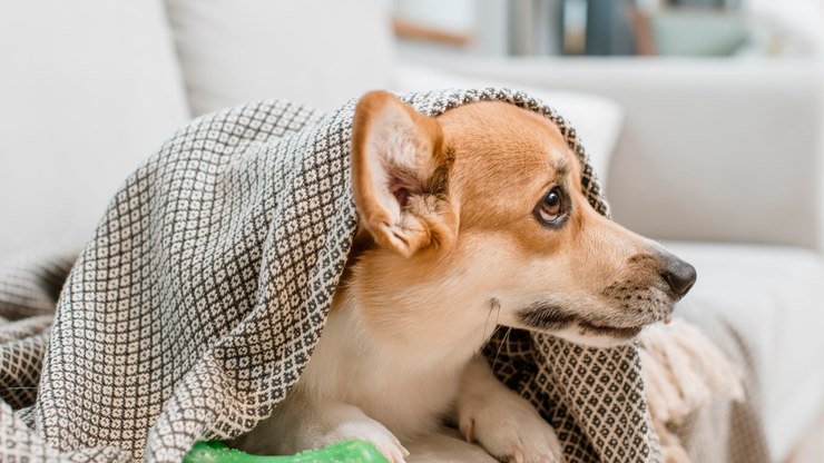 Inverno aumenta os casos de gripe canina; saiba como prevenir