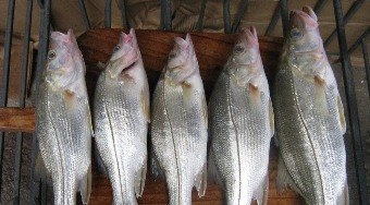 Peixe%20brasileiro%20se%20destaca%20como%20alimento%20super%20nutritivo
