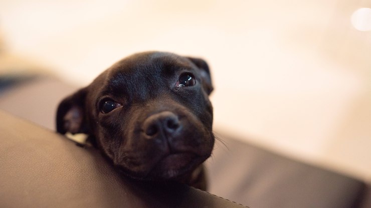 Projeto%20pode%20proibir%20cria%C3%A7%C3%A3o%20e%20venda%20de%20pitbulls%20no%20Brasil