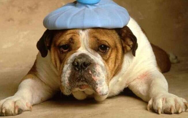 Quais exames médicos cães devem fazer?