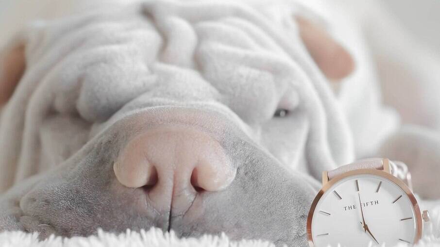 Marcar o tempo por meio de horas e dias é uma invenção humana e isso não afeta os animais diretamente.