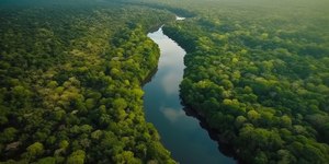 Amazônia se aproxima do "ponto de não retorno" do bioma; entenda