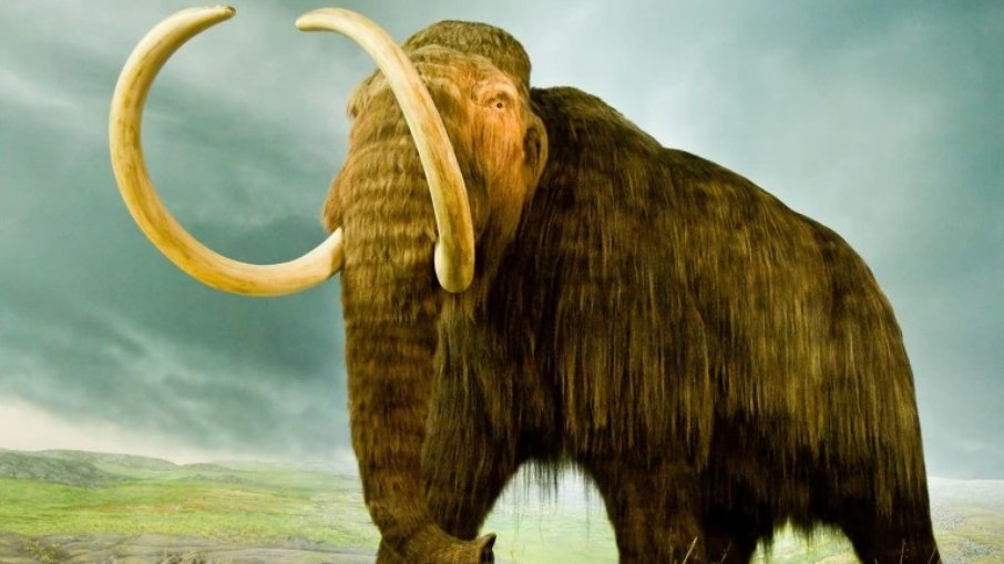 Mamute-lanoso. Mamute-lanoso.