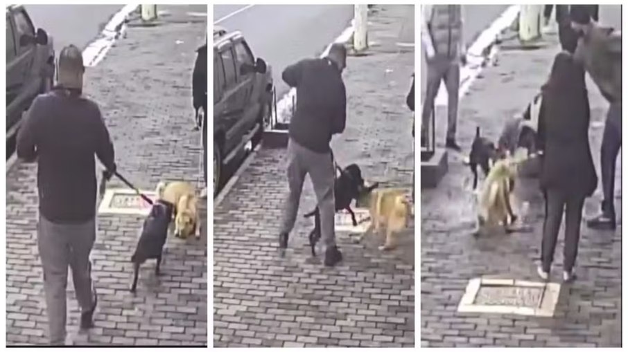 Pitbull sem focinheira ataca cão em Perdizes: o que diz a lei? Pitbull sem focinheira ataca cão em Perdizes: o que diz a lei?